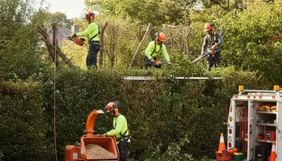 Arbor Tree Care removing overgrown shrubs in Worcester, MA for a cleaner landscape
