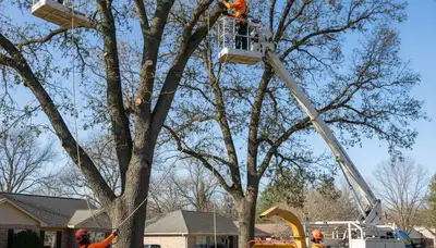 Tree pruning service in Worcester, MA for safer, healthier trees
