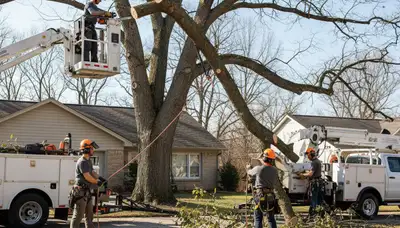 Professional tree removal service in Worcester, MA, removing a hazardous tree safely