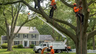 Tree service crew in Worcester, MA removing a tree for safe, professional property care