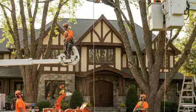 Tree service crew in Worcester, MA providing professional tree removal and trimming services