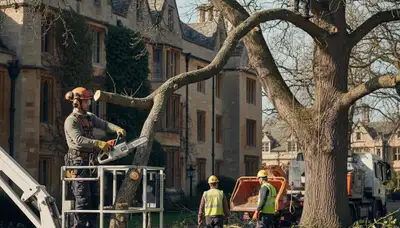 Tree service crew in Worcester, MA handling safe tree removal for a local property