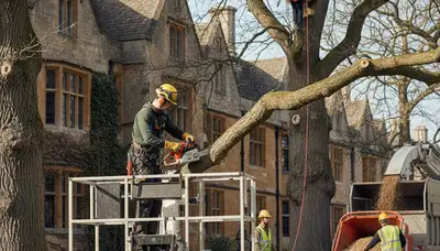 Tree service crew in Worcester, MA removing a tree for safe, professional property care