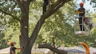 Tree trimming service in Worcester, MA by Arbor Tree Care for safer, healthier trees